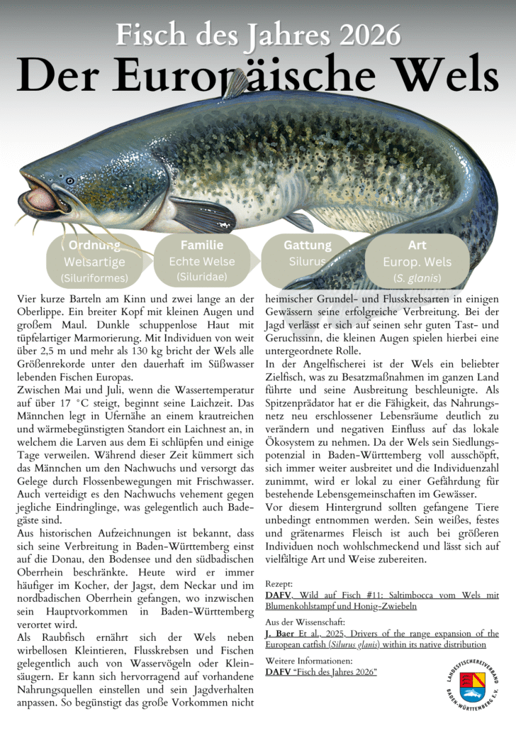 Der Europäische Wels- Fisch des Jahres 2026