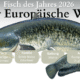 Fisch des Jahres 2026 in Deutschland ist der Europäische Wels (Silurus glanis)