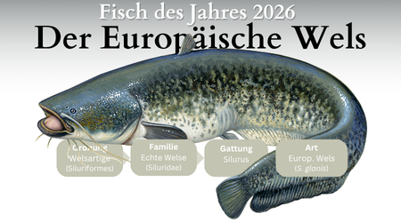 Fisch des Jahres 2026 in Deutschland ist der Europäische Wels (Silurus glanis)